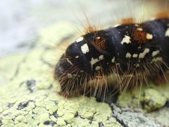 Eriogaster arbusculae