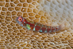 Broad-Banded Pygmy Goby photo 4