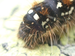 Eriogaster arbusculae