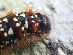 Eriogaster arbusculae