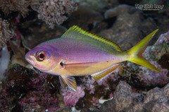 Redbelly Yellowtail Fusilier photo 2