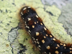 Eriogaster arbusculae