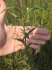 Brickellia eupatorioides texana