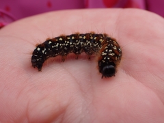 Eriogaster arbusculae