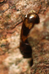Litargus connexus