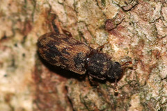 Synchita undata