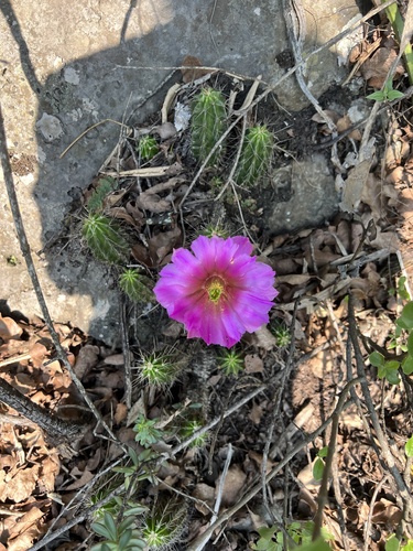 Echinocereus viereckii