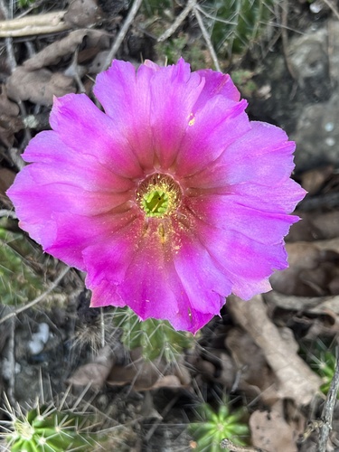 Echinocereus viereckii