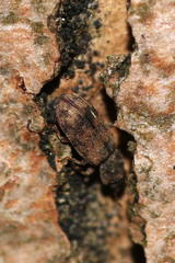 Synchita undata