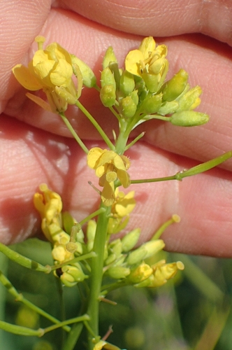 Sand mustard (Diplotaxis virgata)