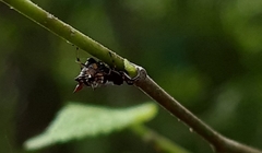Micrathena saccata