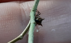 Micrathena saccata