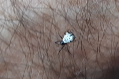 Micrathena saccata