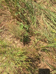 Hypericum gentianoides