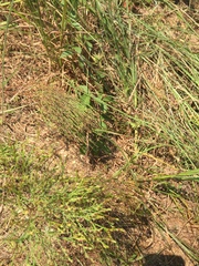 Hypericum gentianoides