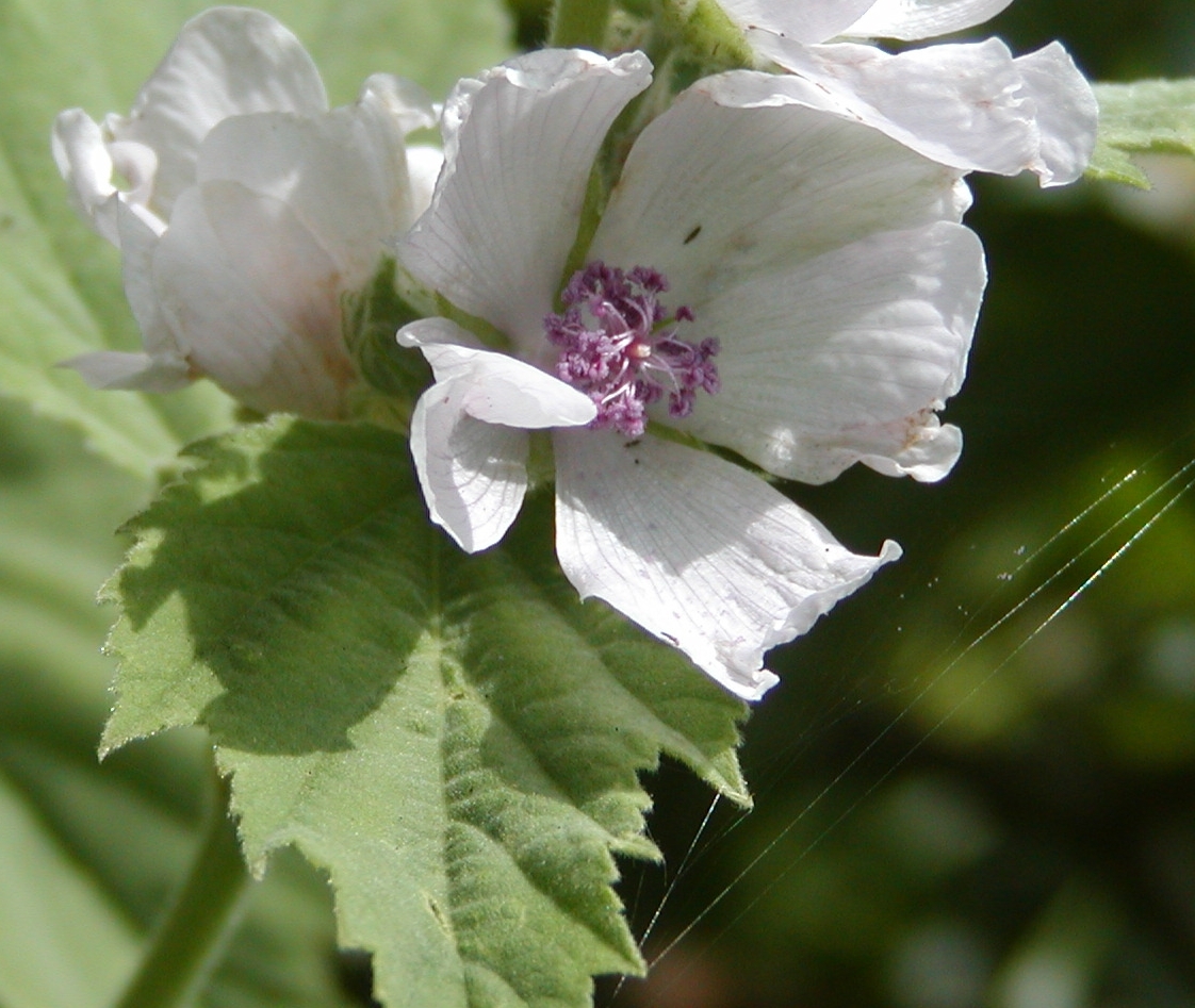 Althaea
