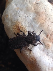 Zopherinae