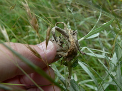 Vanessa virginiensis