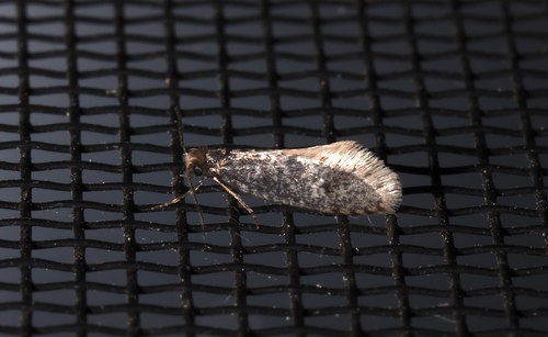 Dahlica walshella