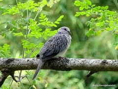 Streptopelia chinensis