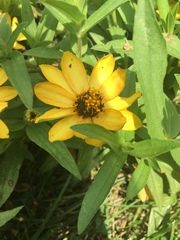 Heliopsis helianthoides