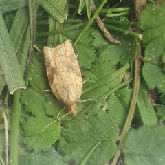 Acleris rhombana