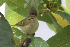 Phylloscopus pulcher