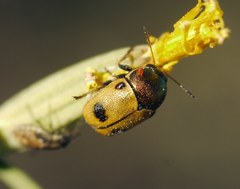 Cryptocephalus laetus