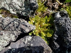 Selaginella lepidophylla