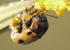 Cryptocephalus laetus