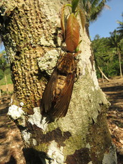 Acherontia