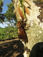 Acherontia