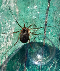 Eumesosoma