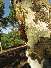 Acherontia