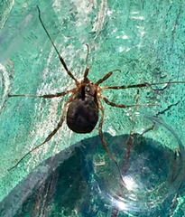 Eumesosoma