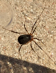 Eumesosoma