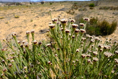Leucadendron dubium