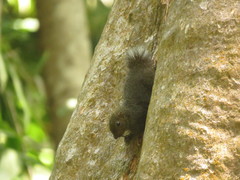 Prosciurillus murinus