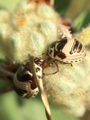 Orsilochides stictica