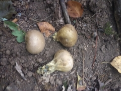 Scleroderma flavidum