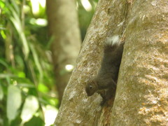 Prosciurillus murinus