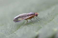 Peplomyza