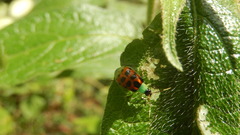 Diabrotica limitata