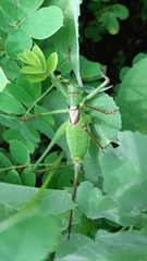 Neobarrettia sinaloae
