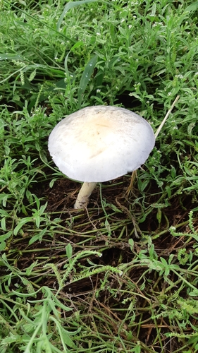 Psilocybe cubensis — golden-brown cap, stipe bruising blue