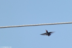 Chionomesa fimbriata