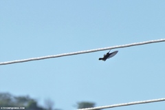 Chionomesa fimbriata