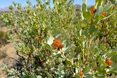 Leucadendron loranthifolium
