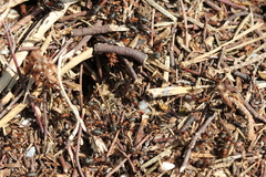 Formica polyctena × rufa