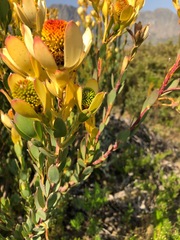 Leucadendron discolor